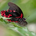 20110403 0574RMw [D~H] Scharlachroter Schwalbenschwanz (Papilio rumanzovia),  Steinhude