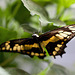 20110403 0575RMw [D~H] Ritterfalter (Papilio cresphontes), Steinhude