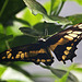 20110403 0588RAw [D~H] Ritterfalter (Papilio cresphontes), Steinhude