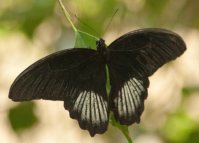 20110403 0590RAw [D~H] Großer Mormon (Papilio memnon), Steinhude
