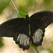20110403 0590RAw [D~H] Großer Mormon (Papilio memnon), Steinhude