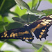 20110403 0589RAw [D~H] Ritterfalter (Papilio cresphontes), Steinhude