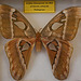20110403 0601RAw [D~H] Atlasspinner (Attacus atlas), Steinhude