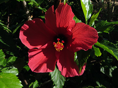 Roter Hibiscus