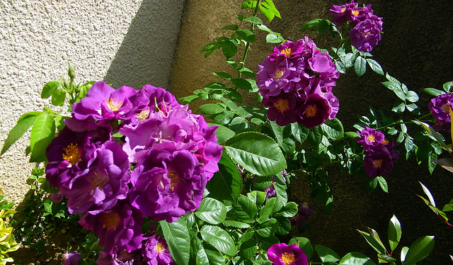 roses violettes