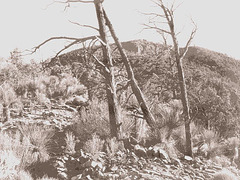 Dead Native Pine (Callitris glaucophylla).