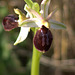 Fleur d'Ophrys , famille d'Orchidée