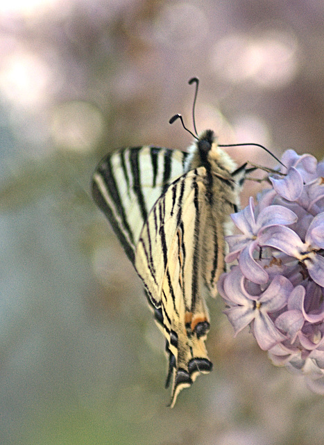 Papillon 3