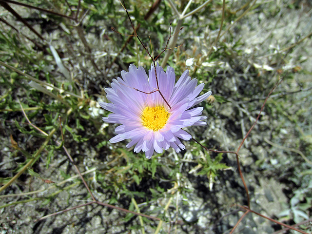 Blind Canyon Mojave Aster (0377)