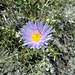 Blind Canyon Mojave Aster (0377)