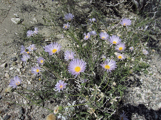 Blind Canyon Mojave Asters (0330)
