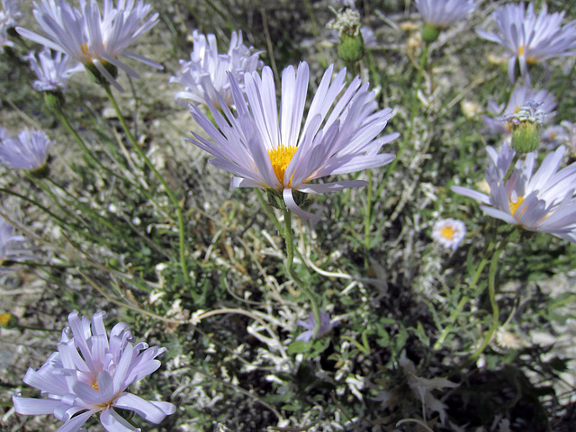 Blind Canyon Mojave Asters (0331)