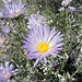 Blind Canyon Mojave Asters (0332)