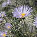 Blind Canyon Mojave Asters (0333)