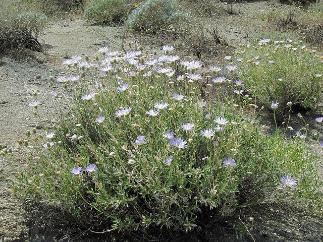 Blind Canyon Mojave Asters (0378)