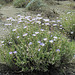 Blind Canyon Mojave Asters (0378)