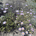 Blind Canyon Mojave Asters (0379)