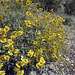 Blind Canyon Flowers (0381)