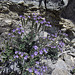 Blind Canyon Flowers (0387)