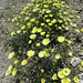 Blind Canyon Flowers (0388)