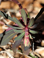 Euphorbia amygdaloïdes