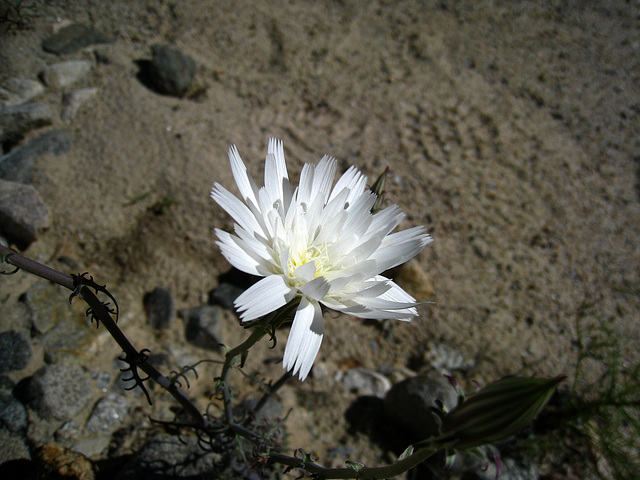 Flower in Mecca Hills (6333)