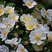 20110429 1483RAw [D~BI] Rose, Botanischer Garten, Bielefeld