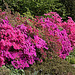20110429 1473RAw [D~BI] Rhododendron, Botanischer Garten, Bielefeld