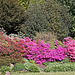 20110429 1472RAw [D~BI] Rhododendron, Botanischer Garten, Bielefeld