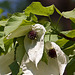 20110429 1461RAw [D~BI] Taschentuchbaum (Davidia involucrata) [Taubenbaum], Botanischer Garten, Bielefeld
