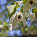 20110429 1460RAw [D~BI] Taschentuchbaum (Davidia involucrata) [Taubenbaum], Botanischer Garten, Bielefeld