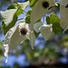 20110429 1459RAw [D~BI] Taschentuchbaum (Davidia involucrata) [Taubenbaum], Botanischer Garten, Bielefeld