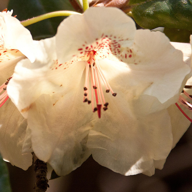 20110429 1453RAw [D~BI] Rhododendron, Botanischer Garten, Bielefeld