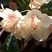 20110429 1452RAw [D~BI] Rhododendron, Botanischer Garten, Bielefeld