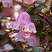 20110429 1450RAw [D~BI] Rhododendron, Botanischer Garten, Bielefeld