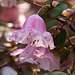 20110429 1451RAw [D~BI] Rhododendron, Botanischer Garten, Bielefeld