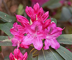 20110429 1449RAw [D~BI] Rhododendron, Botanischer Garten, Bielefeld