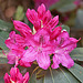 20110429 1449RAw [D~BI] Rhododendron, Botanischer Garten, Bielefeld