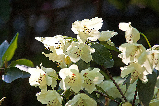 20110429 1447RAw [D~BI] Rhododendron, Botanischer Garten, Bielefeld