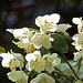 20110429 1447RAw [D~BI] Rhododendron, Botanischer Garten, Bielefeld