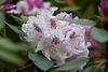 20110429 1446RAw [D~BI] Rhododendron, Botanischer Garten, Bielefeld