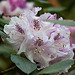 20110429 1446RAw [D~BI] Rhododendron, Botanischer Garten, Bielefeld