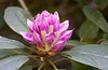 20110429 1445RAw [D~BI] Rhododendron, Botanischer Garten, Bielefeld