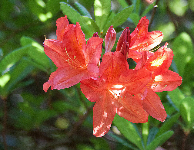 20110429 1444RAw [D~BI] Rhododendron, Botanischer Garten, Bielefeld