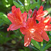 20110429 1444RAw [D~BI] Rhododendron, Botanischer Garten, Bielefeld