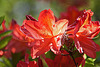20110429 1443RAw [D~BI] Rhododendron, Botanischer Garten, Bielefeld