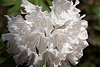 20110429 1441RAw [D~BI] Rhododendron, Botanischer Garten, Bielefeld
