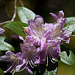 20110429 1439RAw [D~BI] Rhododendron, Botanischer Garten, Bielefeld