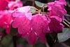 20110429 1437RAw [D~BI] Rhododendron, Botanischer Garten, Bielefeld