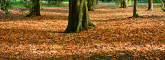 Autumn leaves beneath our feet